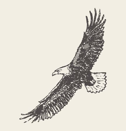 Flying eagle Hand drawn vector illustration sketchのイラスト素材