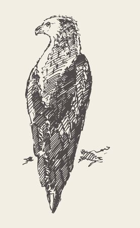 Sitting eagle Hand draw vector illustration sketchのイラスト素材