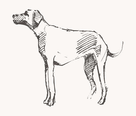 Hand drawn vector of a dog. Realistic sketchのイラスト素材