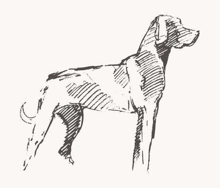 Hand drawn vector of a dog. Realistic sketchのイラスト素材
