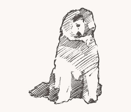 Old English Sheepdog vector dog realistic sketchのイラスト素材