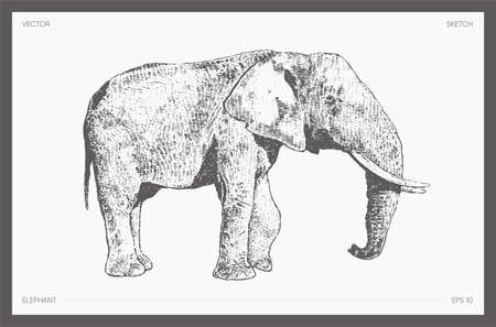 High detail drawn vector elephant drawing sketchのイラスト素材