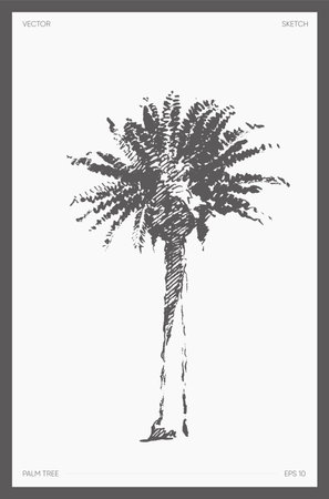 High detail vector palm tree realistic sketchのイラスト素材