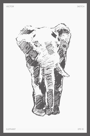 High detail drawn vector elephant drawing sketchのイラスト素材