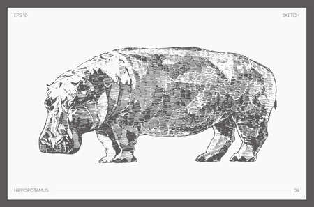 High detail hand drawn vector hippopotamus sketchのイラスト素材
