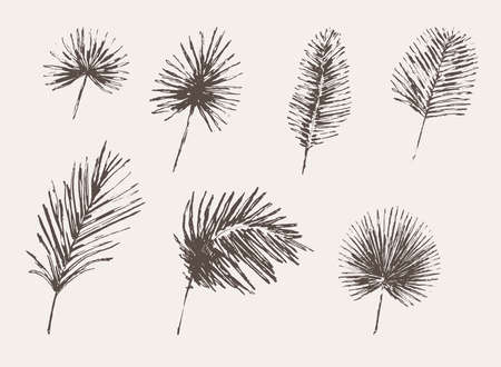 Set drawn palm leaves sketch Tropical vectorのイラスト素材