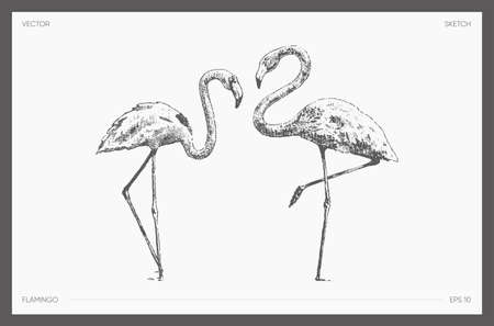 High detail drawn vector flamingo realistic sketchのイラスト素材