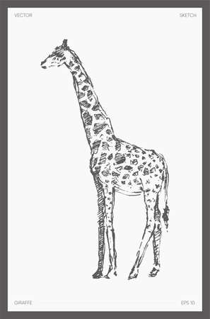 High detail drawn vector giraffe realistic sketchのイラスト素材