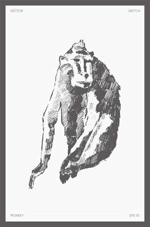High detail drawn vector monkey realistic sketchのイラスト素材