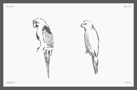 High detail hand drawn vector of parrot sketchのイラスト素材
