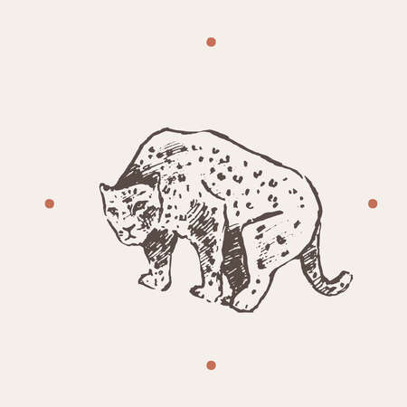 Realistic illustration of leopard. Hand drawn vector illustrationのイラスト素材