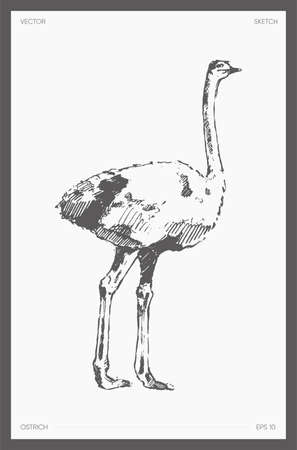 High detail hand drawn vector illustration of ostrichのイラスト素材