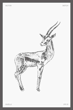 High detail hand drawn vector gazelle antelopeのイラスト素材