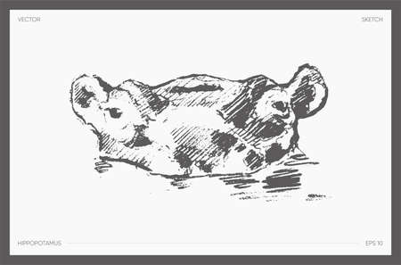 High detail hand drawn vector hippopotamus sketchのイラスト素材