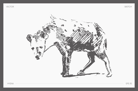 High detail hand drawn vector of hyena sketchのイラスト素材