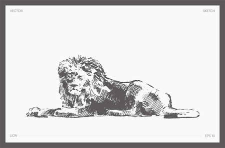 High hand drawn vector of lion, realistic sketchのイラスト素材