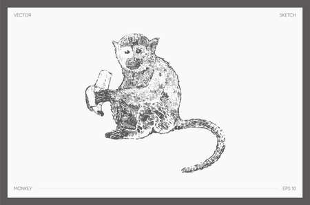 High detail drawn vector monkey realistic sketchのイラスト素材