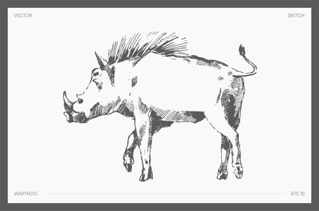 Drawn vector of warthog realistic drawing sketchのイラスト素材