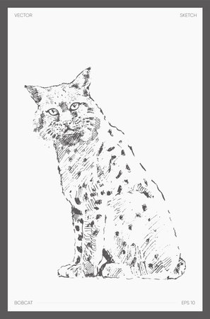 Hand drawn vector illustration of bobcat, sketchのイラスト素材