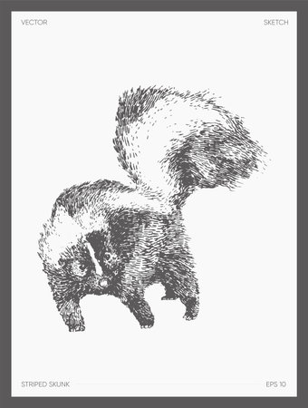 Hand drawn illustration of striped skunk, sketchのイラスト素材