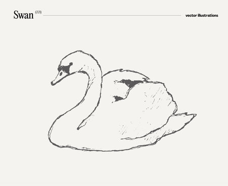 Swan bird realistic hand drawn, sketchのイラスト素材