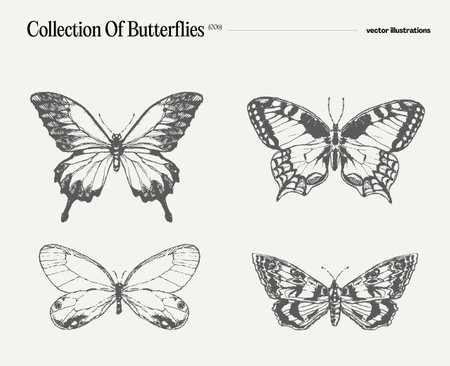 Set of butterflies, realistic drawing, sketchのイラスト素材
