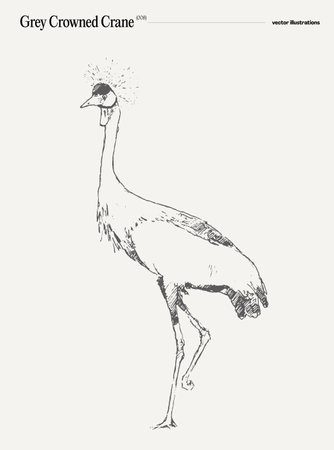 Grey Crowned Crane realistic hand drawn, sketchのイラスト素材