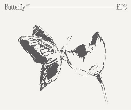 Hand drawn vector illustration of a butterfly on flower on blank backdrop. Sketch.のイラスト素材