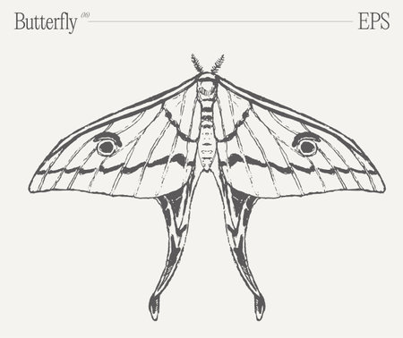 Hand drawn butterfly illustrationのイラスト素材