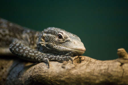 Lizzardの写真素材