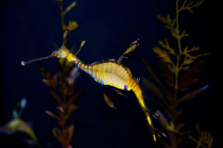 Sea Horseの写真素材