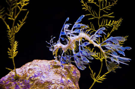 Sea Dragonの写真素材