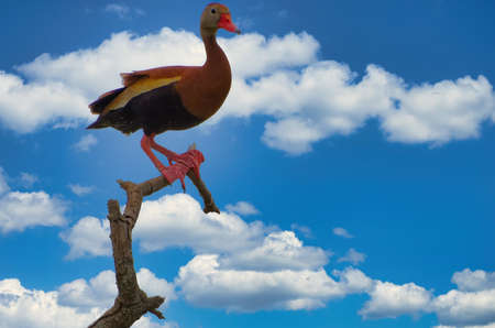Whistling duck or Tree duck perched in a tree.   The whistling ducks or tree ducks are a subfamily, Dendrocygninae, of the duck, goose and swan family of birds, Anatidae.の写真素材