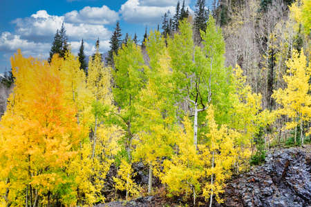 Colorful aspen trees in beautiful fall colors with blue sky and fluffy cloudsの写真素材