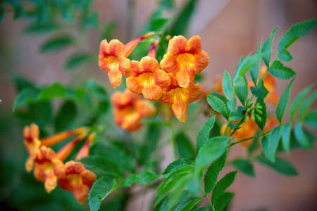 Close up image of a yellow trumpet vine with lush green leaves.の写真素材