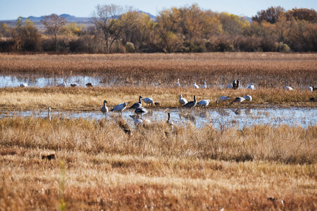 Snow geese feeding in the early morning light in a wetland.の写真素材