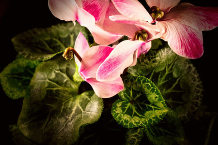 Pink cyclamen with dark green leaves and black backgroundの写真素材