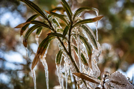 Frozen oleander bush with icicles hanging from the branches.の写真素材