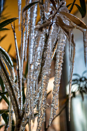 Frozen brush with icicles hanging from the dead branches.の写真素材