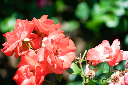 Pink roses with green bokeh