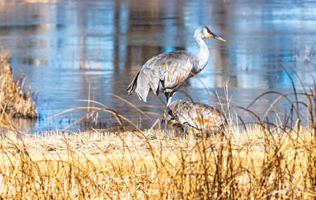 Sandhill Cranes feeding at a small pond.の写真素材