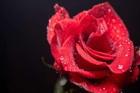 Red rose with water drops on black backgroundの写真素材