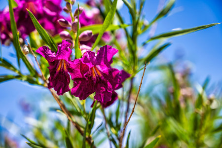 Desert willow blossom on green and blue background.の写真素材