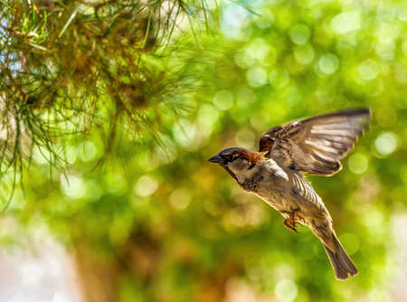 Male House Sparrow inflight with wings spread on a beautiful green bokeh background.の写真素材