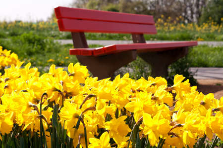 yellow narcissuses in front of a red park bankの写真素材