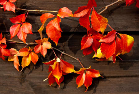 colored red leaves of virginian creeper on woodの写真素材