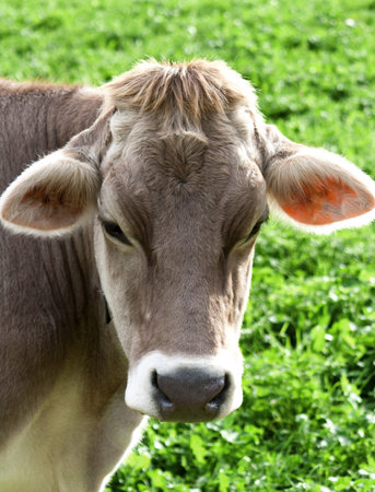 Cow portrait