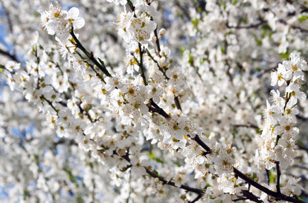 Branches with white cherry blossom in spring