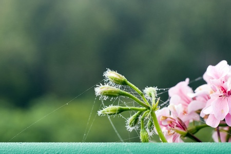 pink Pelargonium in the morningの写真素材