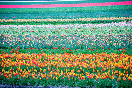 fields of tulips